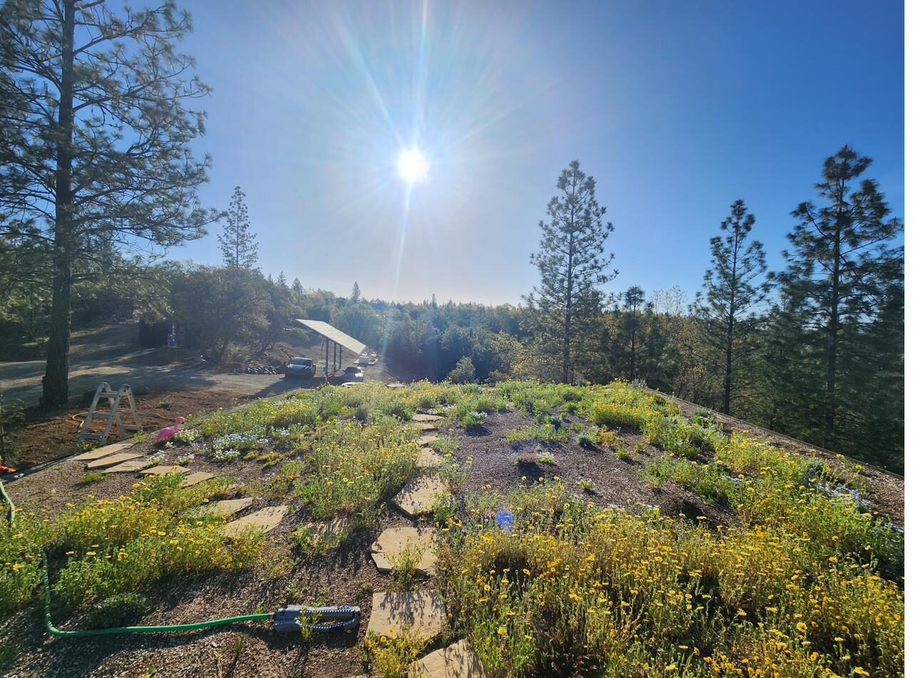 Live green roof in spring bloom with sun flare